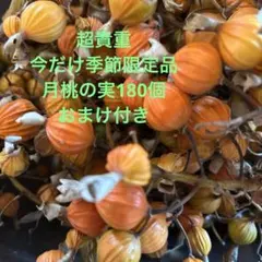 453＊月桃の実枝付き180個お茶コーヒーにピィパーズ粉末おまけ付き