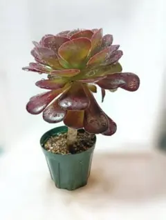 A＊多肉植物 アエオニウム サラダボール 抜き苗1ポット分 ＊ - メルカリ