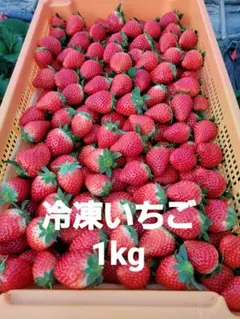 農家直送　とちおとめ　大粒いちご苗　50株セット 農家直送 とちおとめ 大粒いちご苗 5株セット - メルカリ