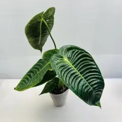 MS124 10株セット Veitchii アンスリウム ヴェイチー - メルカリ