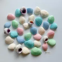 貝殻　シェルパーツ　海　天然素材　工作　デコ　飾り　夏　ビーチ　ハワイアン