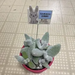 MA様 リクエスト 4点 まとめ商品