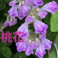 立浪草 桃花♪白花♪琉球列島固有種♪高知産のミックス種 ・山野草・茶花