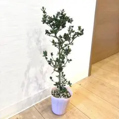 O F様 リクエスト 3点 まとめ商品