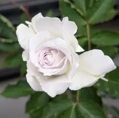 バラ苗　挿し木苗