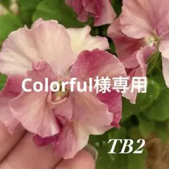 Colorful様専用•*¨*•.¸♬︎ 150粒のサムネイル