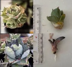 2026年最新】アガベ ブラック&ブルー 錦の人気アイテム - メルカリ