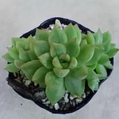 女雛　多肉植物のサムネイル