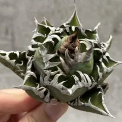 2025年最新】地獄猫 アガベの人気アイテム - メルカリ