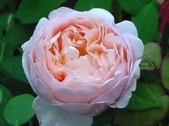 izumirose、廃番ER、アンブリッジローズ、6号スリット鉢植苗！のサムネイル