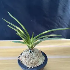 富貴蘭　風蘭　羆　ルビー根 富貴蘭［根の色々］