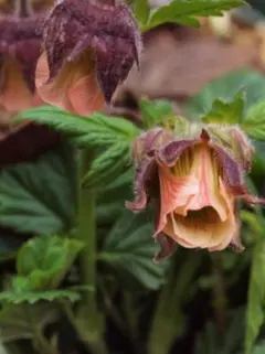 なおきち様 リクエスト 2点 まとめ商品