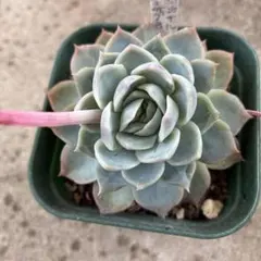 多肉植物 七福神① 抜き苗発送 - メルカリ