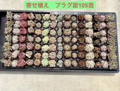 寄せ植え　プラグ苗7苗×15種=105苗　多肉植物　現物発送　土・根付き♪