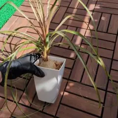 沖縄産 極太トックリラン 楽天市場】沖縄 観葉植物（種類（植物）トックリラン）の通販