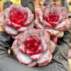 Rin ✰プロフ一読お願いします様 リクエスト 3点 まとめ商品