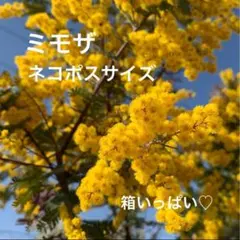 ミモザ フレッシュミモザ 銀葉アカシア【ネコポス】