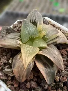 Top【選抜株】多肉植物 T1391ダイアナ 35個 鉢無し/脱土 - メルカリ
