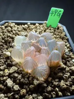 39c 多肉植物 ハオルチア さそり大帝錦 自家繁殖 鉢植え発送 - メルカリ