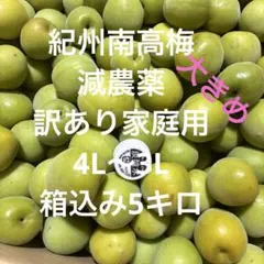 和歌山県みなべ町 南高梅 24時間以内収穫分3Lサイズ3キロ 青梅〜完熟梅