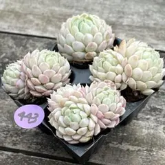 NEW❗️443多肉植物　エケベリア　ラノリンボール　抜き苗　4苗セット❣️