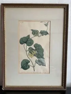 小磯良平 リトグラフ 石版画「椿と洋蘭」共箱付き 稀少品 - メルカリ
