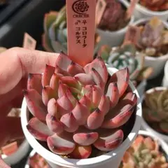 実生苗「コロラータ×コルテス」②自家交配 多肉植物