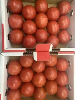 高糖度アメーラトマト 5ケース 青めまとめ売り！ - メルカリ