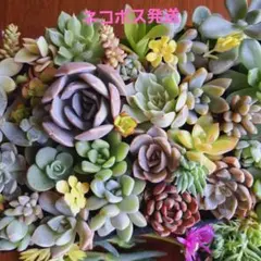 ⑤ピンクルルビー　多肉植物詰め合わせセット。カット苗。セダム寄せ植え。多肉弁当