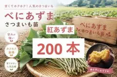 2026年最新】さつまいも苗 無農薬の人気アイテム - メルカリ