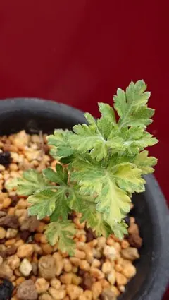 j*a様 小菊 黄掃込 八重咲 ピンク 派手斑