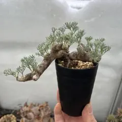 2026年最新】ムルチフィズムの人気アイテム - メルカリ