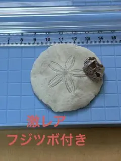 サンドダラー　12個　3〜6cm