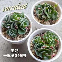 Ake様 リクエスト 3点 まとめ商品