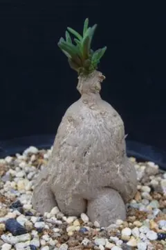 Mai Garden様 リクエスト 2点 まとめ商品