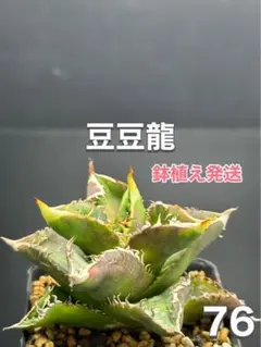 アガベ　チタノタ　オテロイ　豆豆龍　トトロ　ブツブツ　極上株　5 アガベ チタノタ オテロイ 豆豆龍 トトロ ブツブツ 極上株 5