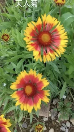 17.耐寒性植物（天人菊の種）