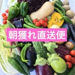 朝採り新鮮野菜詰め合わせ　60サイズのサムネイル