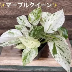 ディスカスマン様専用レア！ポトスグローバル♡3.5号♡2個セット