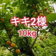 2026年最新】完熟豊後梅の人気アイテム - メルカリ