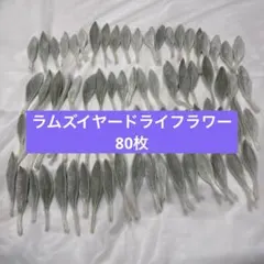 ラムズイヤー ドライフラワー 素材 花材 葉っぱ リーフ　80枚　14番