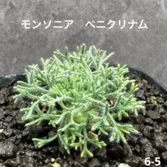 モンソニア　ペニクリナム　6-5 実生　サルコカウロン　ペニクリナのサムネイル