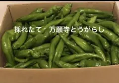 新鮮 採れたて　万願寺とうがらし　産地直送のサムネイル