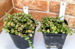 A【速達】多肉　斑入りグリーンネックレス　2ポットセット