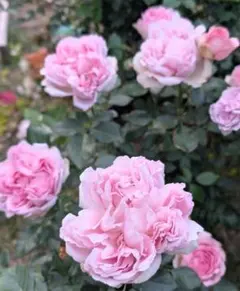 b 可愛い妖精 入手困難 中輪 房咲き 強香 タイプS 無農薬で育つ b 可愛い妖精 入手困難 中輪 房咲き 強香 タイプS 無農薬で育つ - メルカリ