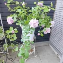 バラ苗 綾 新苗 薔薇 希少 生花 ブルーローズ 花苗 - メルカリ