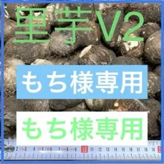 2025年最新】里芋の種芋の人気アイテム - メルカリ