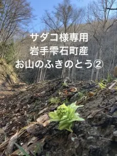 ②【サダコ様専用】岩手雫石町産 天然 お山のふきのとう 400g