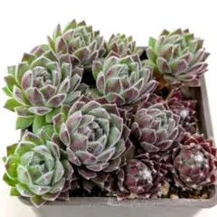 多肉植物 ♡ 寄せ植え用センペルビウム ♡ 抜き苗