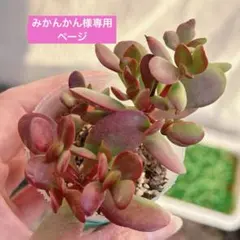 みかんかん様 リクエスト 3点 まとめ商品